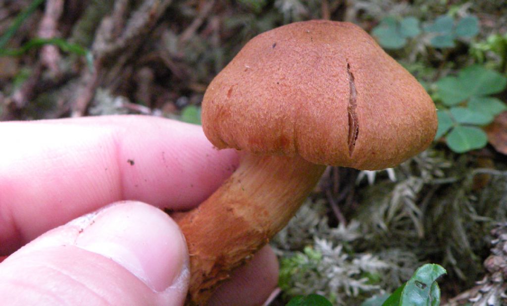 Bellissimo Cortinarius